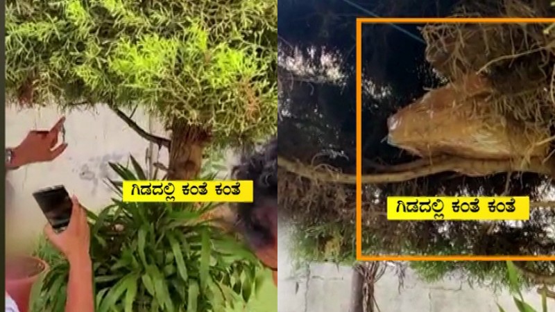 ಪುತ್ತೂರು ಕೈ ಅಭ್ಯರ್ಥಿಯ ಸಹೋದರ ಮನೆ ಮೇಲೆ ಐಟಿ ರೇಡ್ – ಗಿಡದಲ್ಲಿ ಕಂತೆ ಕಂತೆ ನೋಟು 1 ಕೋಟಿ ಜಪ್ತಿ