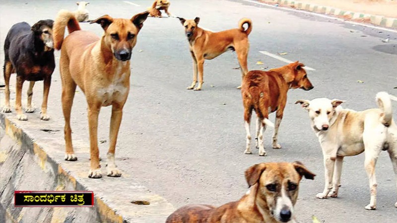ವಿಷವುಣಿಸಿ 18 ಶ್ವಾನಗಳ ಹತ್ಯೆ – ಬೆಂಗ್ಳೂರಲ್ಲೊಂದು ಅಮಾನವೀಯ ಘಟನೆ