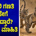 ಹುಲಿ ಗಣತಿ ಹೇಗೆ ಮಾಡ್ತಾರೆ? ಇಲ್ಲಿದೆ ಮಾಹಿತಿ