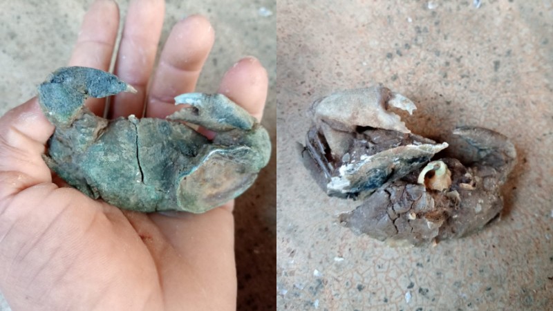 ಕಲ್ಲಾಗಿ ಬದಲಾದ ಏಡಿ – ಅಘನಾಶಿನಿ ನದಿಯಲ್ಲಿ ವಿಸ್ಮಯ