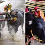 Kambala: ಇಂದಿನಿಂದ 2 ದಿನ ಬೆಂಗ್ಳೂರಿನಲ್ಲಿ ಕಂಬಳದ ರಂಗು – ಸಾರ್ವಜನಿಕರಿಗೆ ಪ್ರವೇಶ ಉಚಿತ