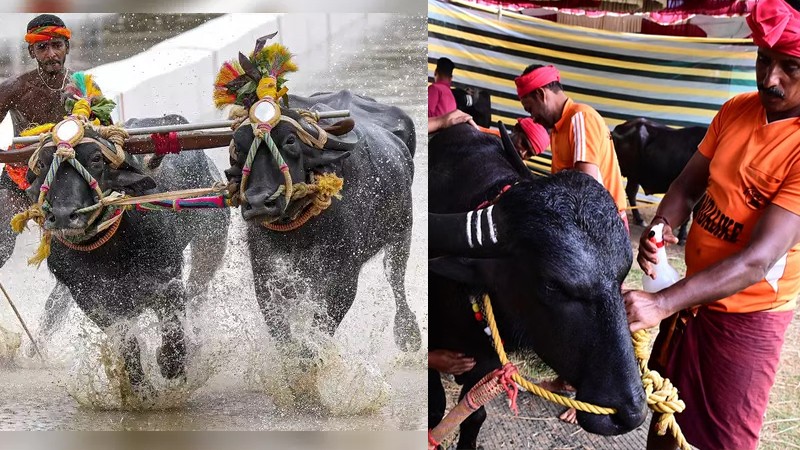 Kambala: ಇಂದಿನಿಂದ 2 ದಿನ ಬೆಂಗ್ಳೂರಿನಲ್ಲಿ ಕಂಬಳದ ರಂಗು – ಸಾರ್ವಜನಿಕರಿಗೆ ಪ್ರವೇಶ ಉಚಿತ