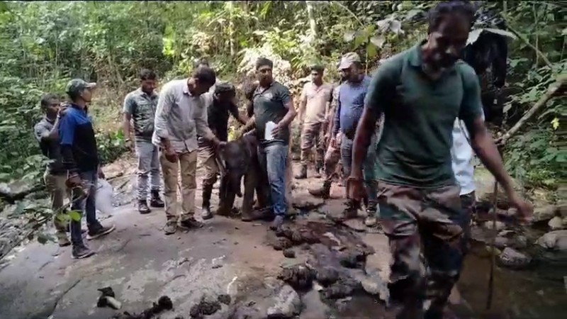 ಕೊನೆಗೂ ತಾಯಿ ಮಡಿಲು ಸೇರಿದ 2 ದಿನದ ಮರಿಯಾನೆ – ಅರಣ್ಯ ಇಲಾಖೆ ಸಿಬ್ಬಂದಿಯ ಯಶಸ್ವಿ ಕಾರ್ಯಾಚರಣೆ