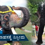 ಮಾವುತನೇ ಅನುಮಾನ ವ್ಯಕ್ತಪಡಿಸಿದರೂ ವಿಸ್ತೃತ ಮರಣೋತ್ತರ ಪರೀಕ್ಷೆ ನಡೆಸಲಿಲ್ಲ ಯಾಕೆ? – ಅರ್ಜುನ ಸಾವಿನ ಸುತ್ತ ಎದ್ದಿವೆ ಹಲವು ಪ್ರಶ್ನೆಗಳು