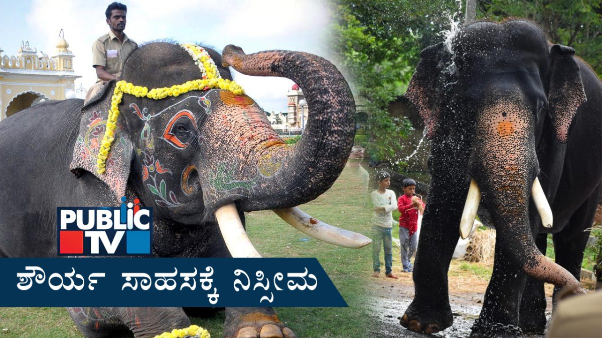 ಮಾವುತನೇ ಅನುಮಾನ ವ್ಯಕ್ತಪಡಿಸಿದರೂ ವಿಸ್ತೃತ ಮರಣೋತ್ತರ ಪರೀಕ್ಷೆ ನಡೆಸಲಿಲ್ಲ ಯಾಕೆ? – ಅರ್ಜುನ ಸಾವಿನ ಸುತ್ತ ಎದ್ದಿವೆ ಹಲವು ಪ್ರಶ್ನೆಗಳು