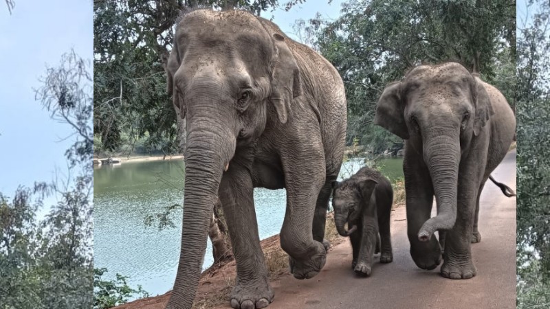 ಬನ್ನೇರುಘಟ್ಟಕ್ಕೆ ಹೊಸ ಅತಿಥಿಯ ಆಗಮನ- ಹೆಣ್ಣು ಮರಿಗೆ ಜನ್ಮ ನೀಡಿದ ಆನೆ ರೂಪಾ