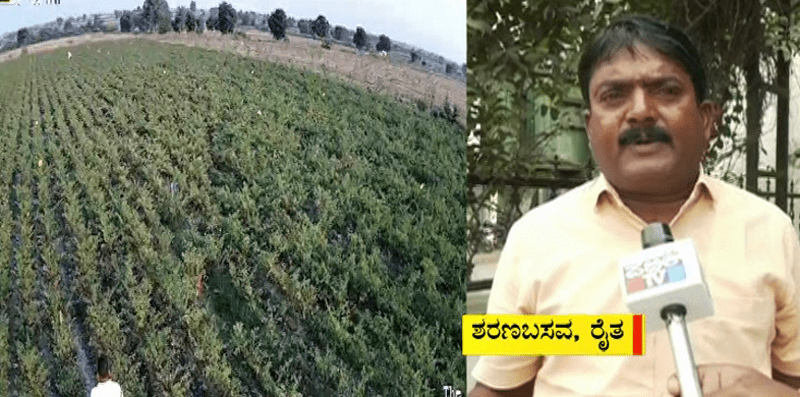 ಗಿಡ ಸಮೇತ ಮೆಣಸಿನಕಾಯಿ ಕಳ್ಳತನ- ಬೆಳೆ ರಕ್ಷಿಸಲು ಸಿಸಿಟಿವಿ ಅಳವಡಿಸಿದ ರೈತ