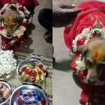 ಹೊಸೂರಲ್ಲಿ ನಾಯಿಗೆ ಸೀಮಂತ ಮಾಡಿದ ಮಾಲೀಕ