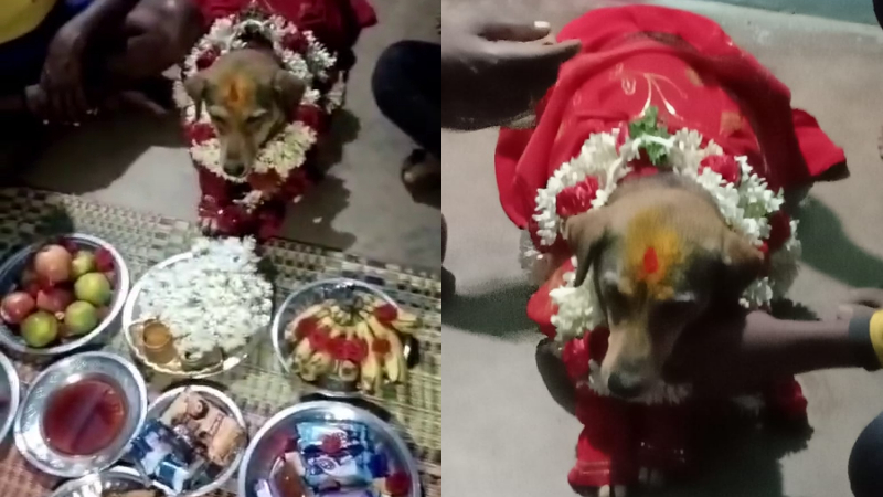 ಹೊಸೂರಲ್ಲಿ ನಾಯಿಗೆ ಸೀಮಂತ ಮಾಡಿದ ಮಾಲೀಕ