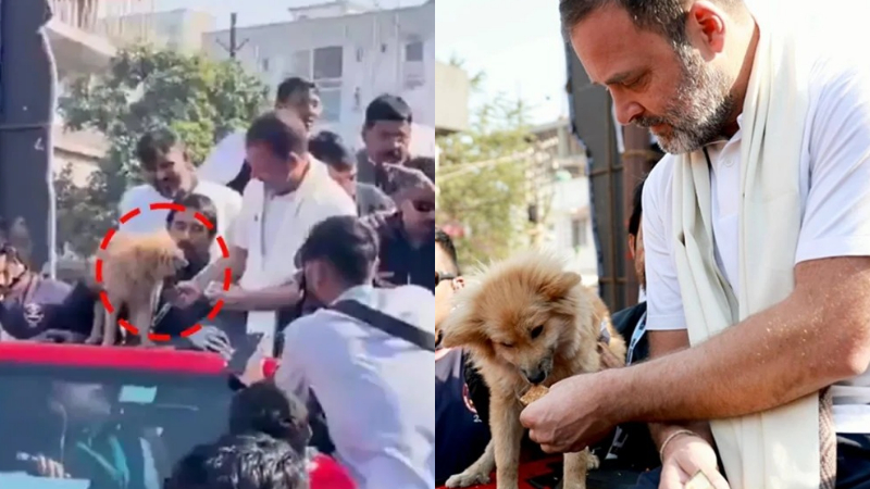 ನಾಯಿ ತಿನ್ನದ ಬಿಸ್ಕತ್ತನ್ನು ಕಾರ್ಯಕರ್ತನಿಗೆ ನೀಡಿದ ರಾಹುಲ್ ಗಾಂಧಿ – ವಿಡಿಯೋ ವೈರಲ್