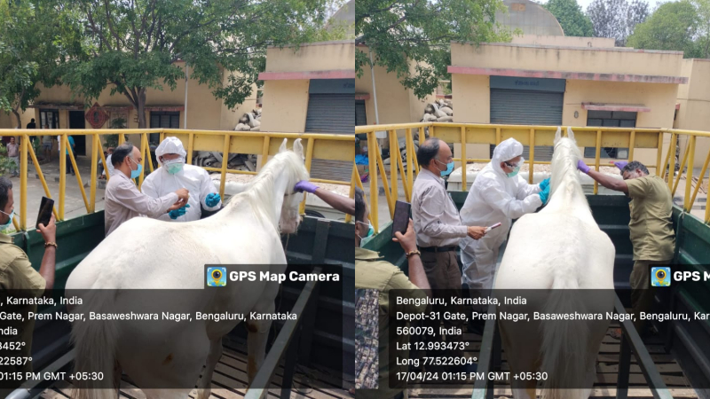 ಬೆಂಗ್ಳೂರು ಕುದುರೆಗಳಿಗೆ ಗ್ಲಾಂಡರ್ಸ್‌ ರೋಗ ಕಂಟಕ; ಚಿತಾಗಾರದಲ್ಲಿ ರೋಗ ಪೀಡಿತ ಕುದುರೆ ಬರ್ನಿಂಗ್‌