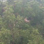 ಕೊಪ್ಪಳ, ಹಾವೇರಿಯಲ್ಲಿ ಭೂಮಿಗೆ ತಂಪೆರೆದ ಮಳೆ
