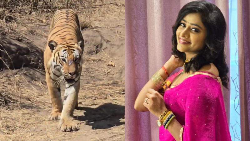ಸಿಂಹಿಣಿ ಸಂಗೀತಾ ಕ್ಯಾಮೆರಾದಲ್ಲಿ ಸೆರೆಯಾದ ಹುಲಿ