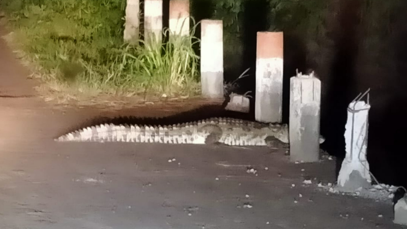 ನಡು ರಸ್ತೆಯಲ್ಲಿ ಮೊಸಳೆ ಪ್ರತ್ಯಕ್ಷ – ಕೃಷ್ಣ ನದಿ ತೀರದ ಗ್ರಾಮಸ್ಥರಲ್ಲಿ ಹೆಚ್ಚಾದ ಆತಂಕ