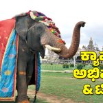 ಈ ಮೈಸೂರು ದಸರಾದ ಗಜಪಡೆ – ಅಭಿಮನ್ಯು & ಟೀಂ ಬಗ್ಗೆ ಇಲ್ಲಿದೆ ಫುಲ್‌ ಡಿಟೇಲ್ಸ್‌