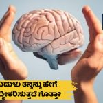 ಮನುಷ್ಯನ ಮೆದುಳಿನಲ್ಲಿ ಉತ್ಪತ್ತಿಯಾದ ತ್ಯಾಜ್ಯವನ್ನು ಅದು ಹೇಗೆ ಹೊರಹಾಕುತ್ತದೆ? 
