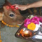 ದೀಪಾವಳಿ| ಕರಾವಳಿಯಲ್ಲಿ ಗೋಪೂಜೆ ಮಹತ್ವ ಏನು?