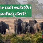 ಬಾಂಧವಗಢ ಹುಲಿ ಸಂರಕ್ಷಿತ ಪ್ರದೇಶದಲ್ಲಿ 11 ಕಾಡಾನೆಗಳ ಸಾವಿಗೆ ರಾಗಿ ಕಾರಣವೇ?