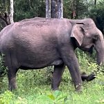 ಕೊಡಗು | ಕಾಡಾನೆ ದಾಳಿಯಿಂದ ಓರ್ವ ವ್ಯಕ್ತಿಯ ಕೈಮುರಿತ