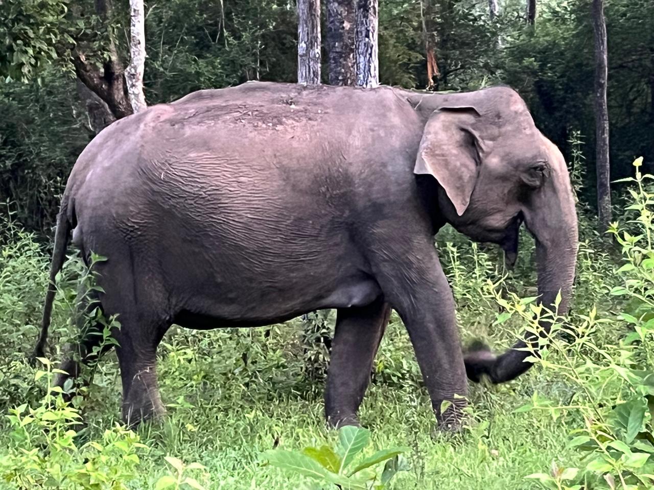 ಕೊಡಗು | ಕಾಡಾನೆ ದಾಳಿಯಿಂದ ಓರ್ವ ವ್ಯಕ್ತಿಯ ಕೈಮುರಿತ