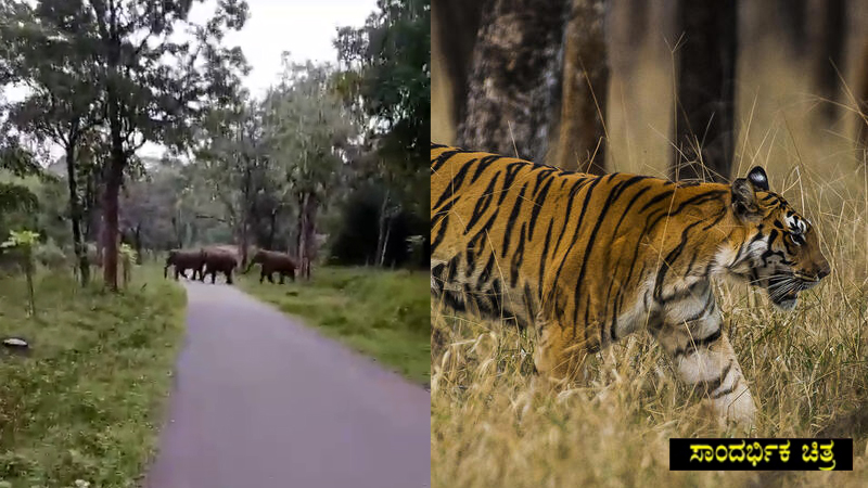 ಕೊಡಗಿನಲ್ಲಿ ಹೆಚ್ಚಾದ ಕಾಡು ಪ್ರಾಣಿಗಳ ಹಾವಳಿ – ಜೀವ ಭಯದಲ್ಲಿ ದಿನ ಕಳೆಯುತ್ತಿರುವ ಜನ