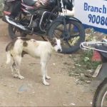 ಬಾಲಕನ ಮೇಲೆ ಬೀದಿ ನಾಯಿ ದಾಳಿ – ಹರಿದು ಹೋಯ್ತು ತುಟಿ