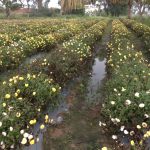 ಕೋಲಾರದಲ್ಲಿ ಮಳೆಯಬ್ಬರ – ನೆಲಕಚ್ಚಿದ ಬೆಳೆ, ರೈತರು ಕಂಗಾಲು