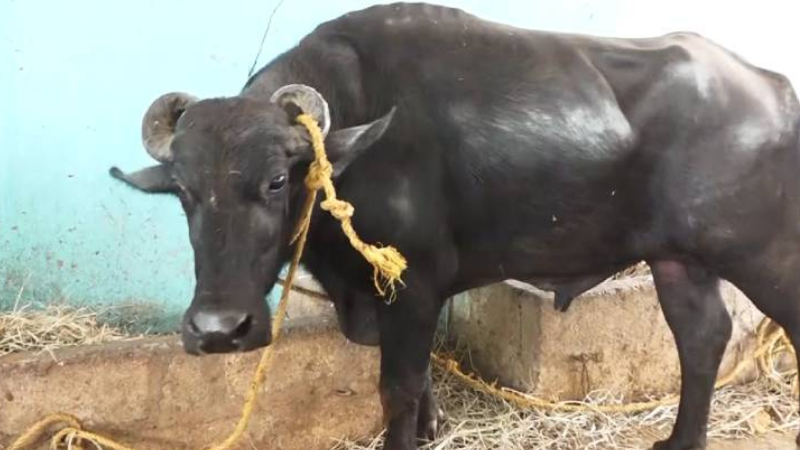 ದೇವರಕೋಣಕ್ಕಾಗಿ ಎರಡು ಗ್ರಾಮಸ್ಥರ ನಡುವೆ ಫೈಟ್ – ಡಿಎನ್‍ಎ ಟೆಸ್ಟ್ ನಡೆಸುವಂತೆ ಆಗ್ರಹ