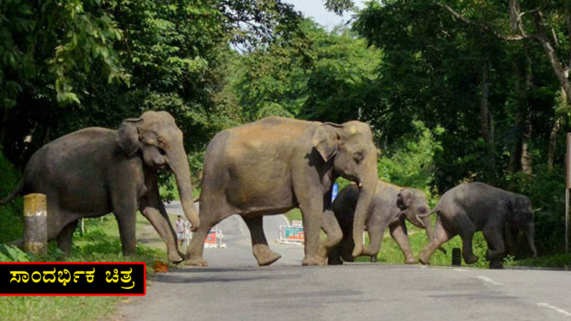 ಬೈಕ್‌ನಲ್ಲಿ ತೆರಳುತ್ತಿದ್ದ ಸಹೋದರರ ಮೇಲೆ ಕಾಡಾನೆ ದಾಳಿ – 2 ದಶಕಗಳಿಂದ ಬಗೆಹರಿಯದ ಸಮಸ್ಯೆ!