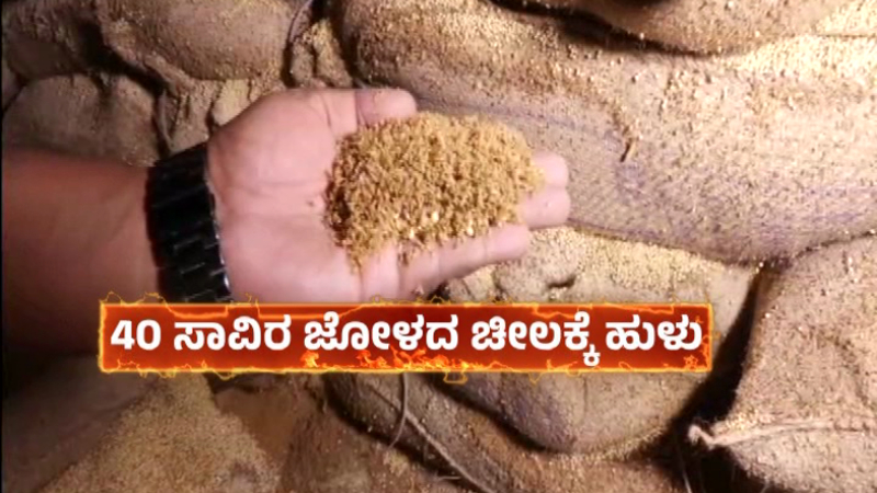 ಗಬ್ಬೆದ್ದು ನಾರುತ್ತಿರುವ ಹುಳಗಳಿರುವ ಜೋಳ ಪಡಿತರ ಅಂಗಡಿಗಳಿಗೆ ವಿತರಣೆ!