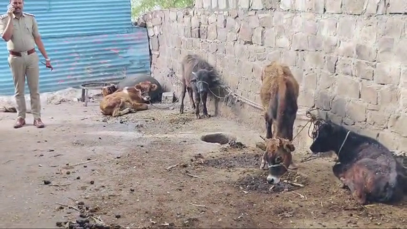 ಅಕ್ರಮ ಕಸಾಯಿಖಾನೆ ಮೇಲೆ ಕೆರೂರು ಪೊಲೀಸರ ದಾಳಿ, ಪ್ರಕರಣ ದಾಖಲು