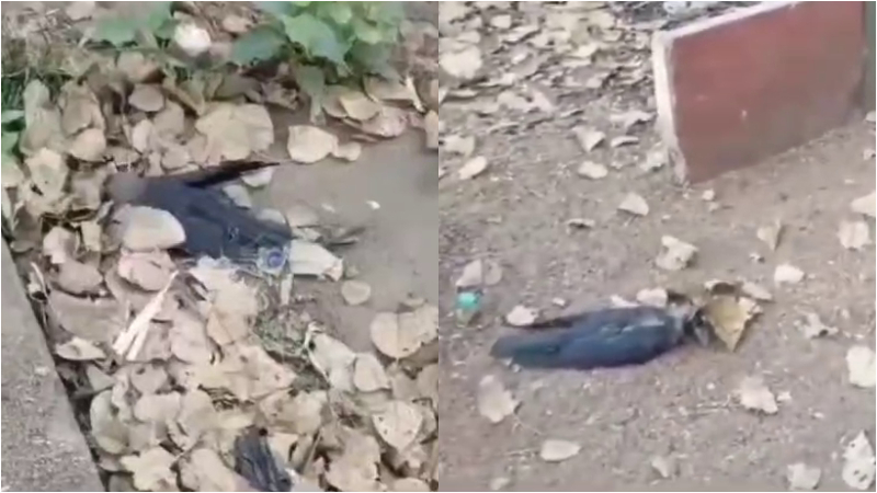 ಬೀದರ್‌ನಲ್ಲಿ ಏಕಾಏಕಿ ಕಾಗೆಗಳ ಸರಣಿ ಸಾವು – ಹಕ್ಕಿ ಜ್ವರದ ಆತಂಕ?