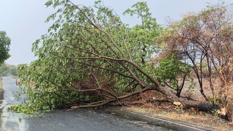 ಗಡಿಜಿಲ್ಲೆ ಬೀದರ್‌ನಲ್ಲಿ ಬಿರುಗಾಳಿ ಸಹಿತ ಭಾರೀ ಮಳೆ – ನೆಲಕ್ಕುರುಳಿದ ಬೃಹತ್ ಮರ