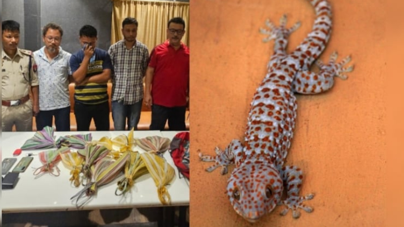 ಒಂದಕ್ಕೆ 60 ಲಕ್ಷ – 11 ಅಪರೂಪದ ಹಲ್ಲಿಗಳ ಕಳ್ಳಸಾಗಾಣಿಕೆಗೆ ಯತ್ನಿಸಿ ಸಿಕ್ಕಿಬಿದ್ದ ಗ್ಯಾಂಗ್‌!