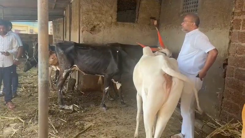 ಶರಣು ಸಲಗರ್ ದಾಳಿ – ಬಲಿಗೆ ಸಿದ್ಧವಾಗಿದ್ದ 40  ಗೋವುಗಳ ರಕ್ಷಣೆ
