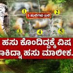 ಐದು ಹುಲಿಗಳ ಸಾವು – ಹಸು ಕೊಂದಿದ್ದಕ್ಕೆ ವಿಷ ಹಾಕಿದ್ನಾ ಹಸು ಮಾಲೀಕ?