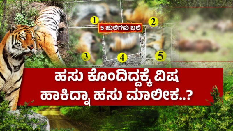 ಐದು ಹುಲಿಗಳ ಸಾವು – ಹಸು ಕೊಂದಿದ್ದಕ್ಕೆ ವಿಷ ಹಾಕಿದ್ನಾ ಹಸು ಮಾಲೀಕ?
