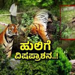 ಮಲೆ ಮಹದೇಶ್ವರ ಬೆಟ್ಟದಲ್ಲಿ 5 ಹುಲಿಗಳ ದಾರುಣ ಸಾವು – ಸ್ಫೋಟಕ ರಹಸ್ಯ ಬಿಚ್ಚಿಟ್ಟ ಆ ಪತ್ರ