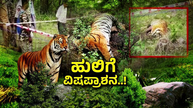ಮಲೆ ಮಹದೇಶ್ವರ ಬೆಟ್ಟದಲ್ಲಿ 5 ಹುಲಿಗಳ ದಾರುಣ ಸಾವು – ಸ್ಫೋಟಕ ರಹಸ್ಯ ಬಿಚ್ಚಿಟ್ಟ ಆ ಪತ್ರ