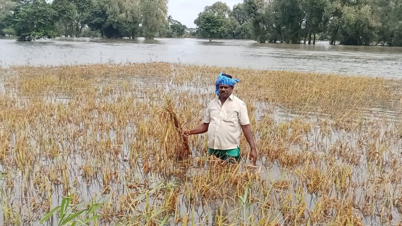 ಕಬಿನಿಯಿಂದ ನೀರು ಬಿಡುಗಡೆ – ಕಪಿಲಾ ನದಿ ಉಕ್ಕಿ ಭತ್ತದ ಬೆಳೆ ಮುಳುಗಡೆ