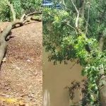 ಸರ್ಕಾರಿ ಕಚೇರಿ ಆವರಣದಲ್ಲೇ 3 ಶ್ರೀಗಂಧ ಮರಗಳ ಕಳ್ಳತನ – ಅರಣ್ಯ ಇಲಾಖೆ ಕಚೇರಿ ಕೂಗಳತೆ ದೂರದಲ್ಲೇ ಕೃತ್ಯ!