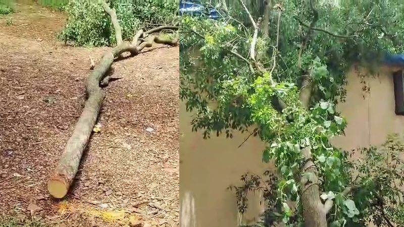 ಸರ್ಕಾರಿ ಕಚೇರಿ ಆವರಣದಲ್ಲೇ 3 ಶ್ರೀಗಂಧ ಮರಗಳ ಕಳ್ಳತನ – ಅರಣ್ಯ ಇಲಾಖೆ ಕಚೇರಿ ಕೂಗಳತೆ ದೂರದಲ್ಲೇ ಕೃತ್ಯ!
