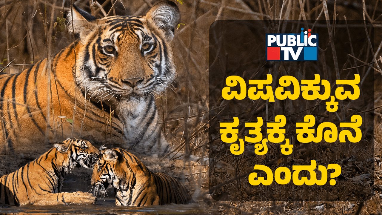 ಹುಲಿಗಳು ಇನ್ನೂ ಉಸಿರು ಚೆಲ್ಲಬೇಕೆ? ವಿಷವಿಕ್ಕುವ ಕೃತ್ಯಕ್ಕೆ ಕೊನೆ ಎಂದು?
