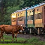 ಪ್ಯಾಸೆಂಜರ್‌ ಟ್ರೈನ್‌ ಡಿಕ್ಕಿ – 6 ದನಗಳ ದೇಹ ಛಿದ್ರ ಛಿದ್ರ