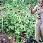 ಕೇರಳ: 6 ನಿಮಿಷದಲ್ಲಿ 16 ಅಡಿ ಉದ್ದದ ಕಾಳಿಂಗ ಸರ್ಪ ಸೆರೆಹಿಡಿದ ಮಹಿಳಾ ಅರಣ್ಯಾಧಿಕಾರಿ