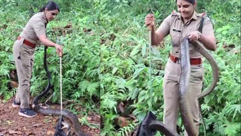 ಕೇರಳ: 6 ನಿಮಿಷದಲ್ಲಿ 16 ಅಡಿ ಉದ್ದದ ಕಾಳಿಂಗ ಸರ್ಪ ಸೆರೆಹಿಡಿದ ಮಹಿಳಾ ಅರಣ್ಯಾಧಿಕಾರಿ