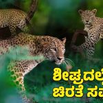 ಸಂಜಯ್‌ ಗಾಂಧಿ ರಾಷ್ಟ್ರೀಯ ಉದ್ಯಾನವನದಲ್ಲಿ ಚಿರತೆ ಸಫಾರಿಗೆ ಪ್ಲ್ಯಾನ್‌ – ಪ್ರವಾಸಿಗರಿಗೆ ಸಿಗಲಿದೆ ಥ್ರಿಲ್ಲಿಂಗ್‌ ಅನುಭವ