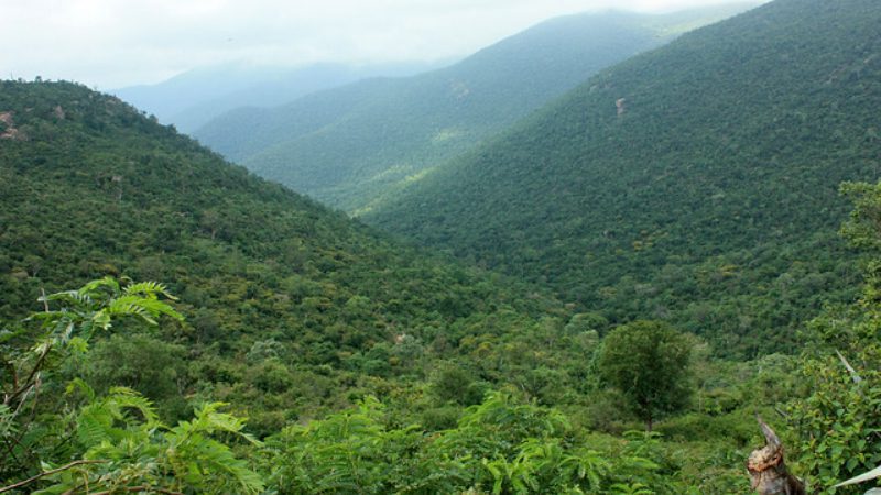 ಹುಲಿಗಳ ಹತ್ಯೆ ಬಳಿಕ ಗಸ್ತು ತೀವ್ರಗೊಳಿಸಲು ಕ್ರಮ – ಕಾಡಿನಲ್ಲಿ ಜಾನುವಾರು ಮೇಯಿಸುವುದಕ್ಕೆ ಕಡಿವಾಣ