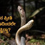 ಹಾವಿನ ದ್ವೇಷ 12 ವರುಷ – ಹಾಗೇ ಪ್ರೀತಿಯೂ ಪುರಾಣದಿಂದಲೇ ಹುಟ್ಟಿದ್ದಾ?
