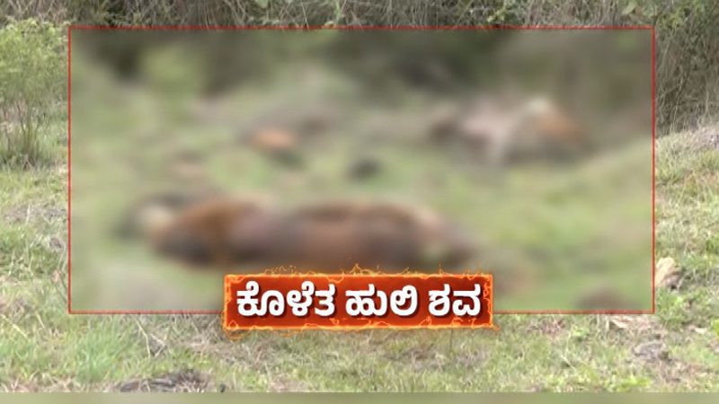 ಚಾ.ನಗರದಲ್ಲಿ 5 ಹುಲಿಗಳ ಸಾವು ಕೇಸ್‌ – ಪ್ರತಿಕ್ರಿಯೆ ನೀಡುವಂತೆ ರಾಜ್ಯ ಸರ್ಕಾರಕ್ಕೆ ಸುಪ್ರೀಂ ಸೂಚನೆ
